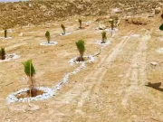 بلوچستان کے سنگلاخ پہاڑوں پر شجرکاری مہم کا آغاز