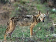 پنجاب کی سالٹ رینج میں بھارتی بھیڑیے کی دوبارہ موجودگی، پہلی بار سرکاری شواہد حاصل