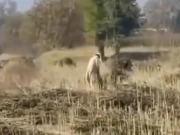  وادی تیراہ میں منشیات کی کٹائی، ترسیل اور منظم نیٹ ورک کے حوالے سے ہوشربا انکشافات