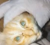 سندھ میں پالتو بلی کا پہلا سائنسی پوسٹ مارٹم