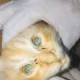 سندھ میں پالتو بلی کا پہلا سائنسی پوسٹ مارٹم