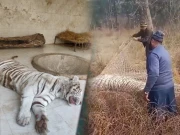 لاہور: جلو وائلڈ لائف پارک میں سفید ٹائیگر اچانک پنجرے سے باہر آگیا، لوگ خوفزدہ ہوگئے