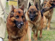  سراغ رساں کتوں نے گارڈن سے لاپتا دو بچوں کی نشاندہی کردی، لیاری ندی و اطراف میں کھدائی شروع