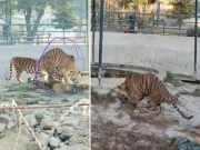بہاولپور چڑیا گھر میں ایک اور بنگال ٹائیگر مر گیا