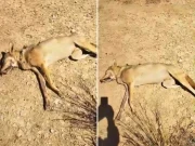 بہاولپور: چرواہوں نے نایاب نسل کے انڈین سرمئی بھیڑیے کو ہلاک کر دیا