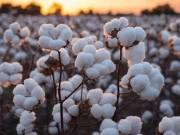کاٹن سیکٹر میں بحران کے باعث کپاس کی کاشت کا مومینٹم نہ بن سکا