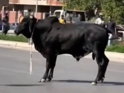 عباسی شہید اسپتال میں رات گئے بےقابو بیل کی 