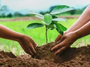 پنجاب میں شجرکاری کا بڑا اعلان، صوبے کو سرسبز بنانے کا جامع پلان تیار