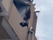 کراچی: نیٹ کیبل میں پھنسے پرندے کو بچانے کی ویڈیو سوشل میڈیا پر وائرل