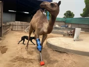 سانگھڑ میں ٹانگ سے محروم کی جانے والی اونٹنی کو مصنوعی ٹانگ لگا دی گئی 