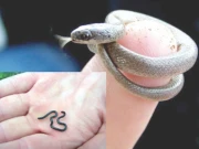 ویسٹ انڈیز میں دنیا کا سب سے چھوٹا انوکھا سانپ 20 برس بعد دوبارہ دریافت