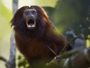 برازیلی بندروں کو مستقل ٹھکانے کی تلاش، لاہور چڑیا گھر میں رکھنے کی تجویز مسترد