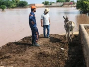 سیلاب کے بعد ورکنگ اینیملز کے لیے غیرقانونی سلاٹرنگ سب سے بڑا خطرہ
