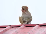 بھارت سے آیا بندر انتظامیہ کیلیے چیلنج بن گیا، علاقہ ڈونگہ بونگہ میں ہلچل مچ گئی