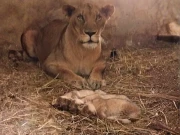 شہریوں کے لیے خوشی کی خبر، کراچی چڑیا گھر میں شیرنی نے تین بچوں کو جنم دے دیا