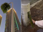 اسٹریٹ لائٹ کے کھمبے سے پودا نکل آیا، لوگ حیران