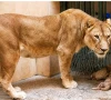 بہاولپور کے شیر باغ چڑیا گھر میں شیرنی نے تین ننھے شیروں کو جنم دے دیا