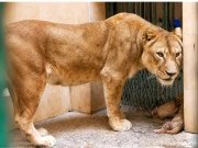 بہاولپور کے شیر باغ چڑیا گھر میں شیرنی نے تین ننھے شیروں کو جنم دے دیا