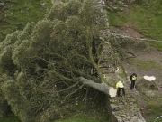 برطانیہ: تاریخی مقام پر مشہور درخت کاٹنے والوں کو 10 سال سزا کا امکان
