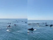  بحیرہ عرب میں گوادر کے قریب ڈولفنز کا حسین نظارہ، ویڈیو وائرل