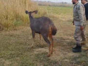 نارووال: بھٹکی مادہ سامبر ہرن کو ریسکیو  کرکےقدرتی مسکن میں آزاد کردیا گیا