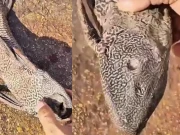 خطرناک حملہ آور ایلین مچھلی کراچی فش ہاربر پہنچادی گئی، ویڈیو دیکھیں