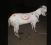  بیٹی کے جہیز کےلیے بکرے فروخت کرنے والے شہری کو جعلی نوٹ دینے والے ملزمان گرفتار