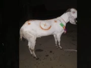  بیٹی کے جہیز کےلیے بکرے فروخت کرنے والے شہری کو جعلی نوٹ دینے والے ملزمان گرفتار