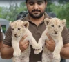 لاہور: محکمہ وائلڈ لائف نے کاہنہ سے سفید شیر کے بچوں کا جوڑا بازیاب کر لیا