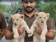 لاہور: محکمہ وائلڈ لائف نے کاہنہ سے سفید شیر کے بچوں کا جوڑا بازیاب کر لیا