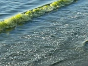 پسنی سے جیوانی تک سمندر کے پانی کا رنگ سبز ہوگیا