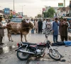 راولپنڈی: موٹرسائیکل سوار 2 افراد کو بیل کی ٹکر، ایک شخص جاں بحق، دوسرا شدید زخمی