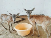 اسمگلنگ سے بچائے گئے اڑیال کے تین بچوں کی مصنوعی خوراک پر کامیاب پرورش