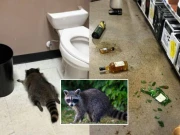 نشے میں دھت ریکون کی شراب خانے میں ہلڑبازی، بےہوشی کی حالت میں باتھ روم سے برآمد