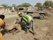 جنوبی پنجاب میں وبائی مرض سے قیمتی اونٹوں کی اموات