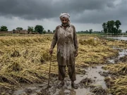 پنجاب میں موسمیاتی تبدیلیوں کے باعث کسان پریشان، فصلوں کو شدید نقصان