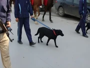 خیبرپختونخوا میں دہشتگردی کے خلاف سراغ رساں کتوں کا نمایاں کردار، اعدادوشمار جاری