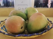 لاہور کے مقامی ہوٹل میں آم میلہ، 50 سے زائد اقسام کی نمائش