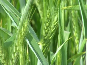 پنجاب میں موسمیاتی تبدیلیوں اور خشک سالی کے باعث گندم کی پیداوار متاثر ہونے کا خدشہ