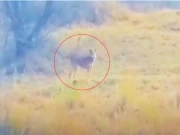 چکوال: سالٹ رینج میں نایاب جنگلی بھیڑیا ایک بار پھر نظر آ گیا