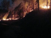 پنجاب کے جنگلات میں آگ لگنے کے واقعات، بروقت کارروائی سے قیمتی اثاثے محفوظ