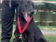 درجنوں حملے ناکام بنانے والے کے پی پولیس کے دو سراغ رساں کتے ریٹائر ہوگئے