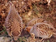 پنجاب میں غیر قانونی شکار پر 24 ملزمان کا چالان