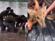 وائلڈ لائف پنجاب کا سیلاب سے جانوروں کو ریسکیو کرنے کیلئے ہنگامی آپریشن