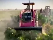 بلوچستان میں 600 ایکڑ پر کاشت غیر قانونی بھنگ کی فصل تلف