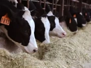 پاکستان میں لائیو اسٹاک سیکٹر کی جدید بنیادوں پر ترقی کیلئے اقدامات جاری