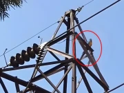 لاکھوں مالیت کے فرار طوطے کو پکڑنے کی کوشش میں مالک ہلاک