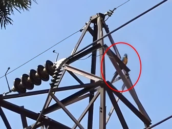 لاکھوں مالیت کے فرار طوطے کو پکڑنے کی کوشش میں مالک ہلاک