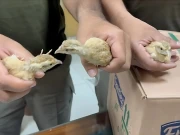 پنجاب: وائلڈ لائف کے کریک ڈاؤن میں 15 بٹیر اور 20 تیتر کے بچے برآمد