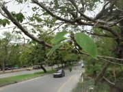 اسلام آباد میں الرجی کے خاتمے کے لیے جنگلی شہتوت کی مرحلہ وار تلفی جاری